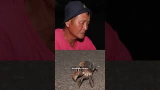 Road closures help Taiwan crabs reach the sea