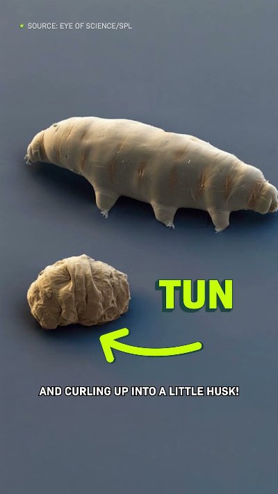 How Tardigrades Survive in SPACE