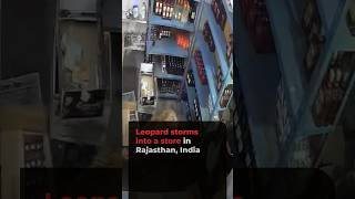 Leopard caught on camera storming into a store in Rajasthan, India