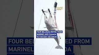 Four belugas moved from Marineland Canada to Chicago aquarium #worldnow