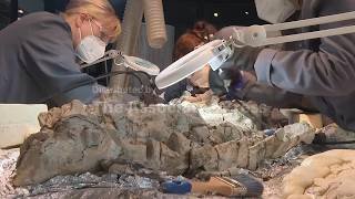 See how the skeleton of a huge 240 million-year-old amphibian is cleaned