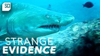 Outrageous Creatures and Phenomenon from the Deep! | Strange Evidence | Science Channel