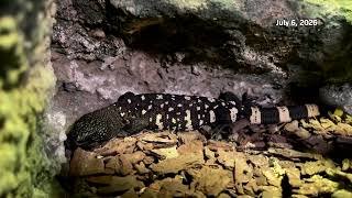 Captive breeding offers hope for Guatemala's rare lizard