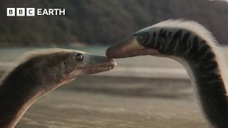 The Surprising Power of Sexual Selection | Evolution | BBC Earth Science