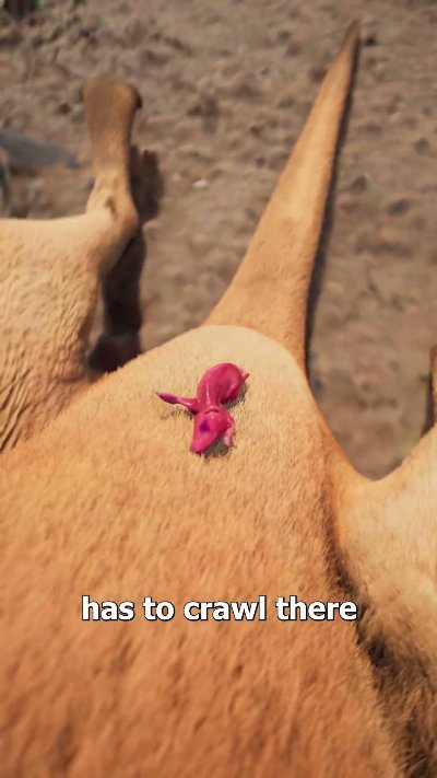 What Happens After A Kangaroo Is Born? 😮