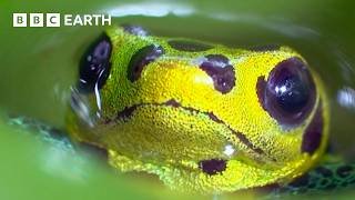 The Incredible World of Frogs | BBC Earth