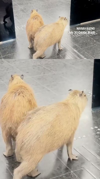 Capybaras spotted roaming the halls of a Brazil state legislature building