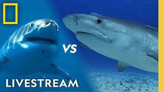 🔴 Live: Shark Rivalries | SHARKFEST 2026 LIVESTREAM | National Geographic