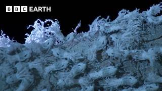 Extraordinary Insect Emergence at Night | BBC Earth