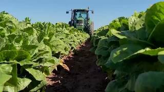 As food poisoning cases mount, lawsuits follow