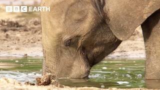Uncovering the Secret Lives of Forest Elephants | BBC Earth