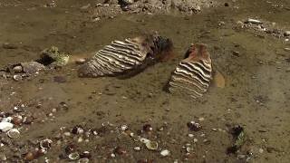 Mammoth remains found in Bulgaria after Danube levels hit record low