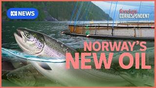 Norway's New Oil: How Norway sold the world on salmon | Foreign Correspondent