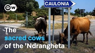 How the Mafia’s cattle are terrorizing Italian villages | DW Documentary