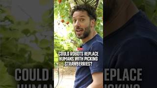 Could robots replace humans picking strawberries?