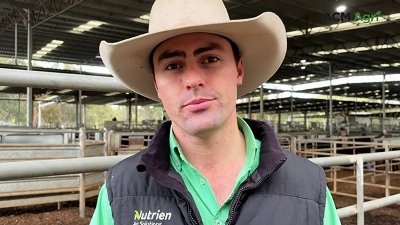 Smaller Yea yarding offers insight into winter cattle market trends