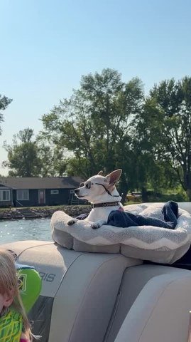 Cool Dog Soaks up Boat Day in Sunglasses