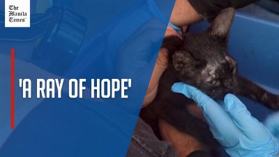 Kitten rescued amid Venezuela earthquake debris