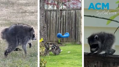 Jimothy the ‘unusually round’ raccoon
