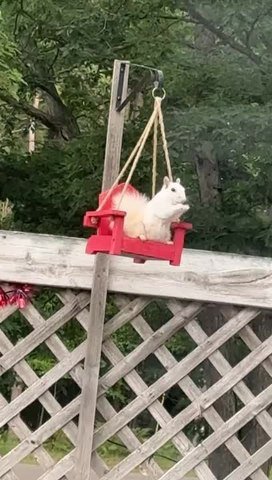 White Squirrel Enjoys Snack on Tiny Swing Chair