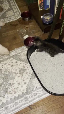 Kitten Plays on Its Bed