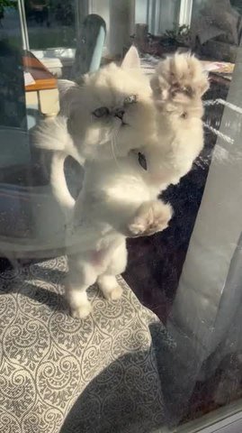 Determined Cat Desperately Scratches Glass Door to be Let Outside