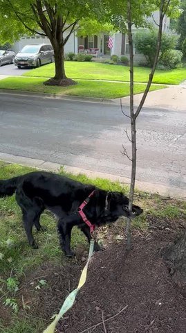 Dog Pulls Stick From Ground During Walk