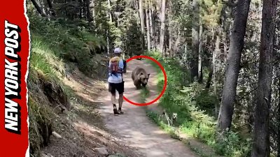 Bear Stalks Hikers and Dog During Scary Trail Encounter