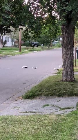 Skunk Leads Babies Across Street