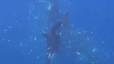 Orcas filmed pulverizing sunfish in what could be either feeding strategy or fun, scientists say