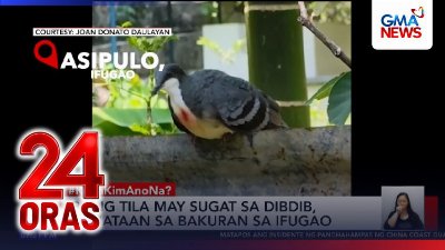 Ibong tila may sugat sa dibdib, namataan sa bakuran sa Ifugao | 24 Oras