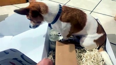 Jack Russell Terrier Happily Rides Around in Cardboard Box