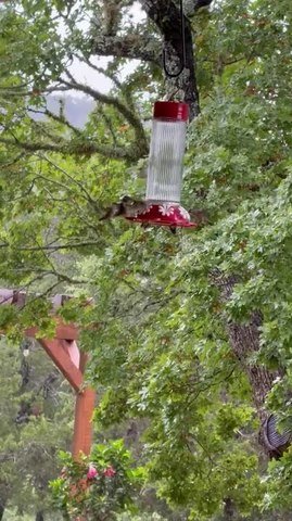 Charm of Hummingbird Takes Over Backyard Feeder