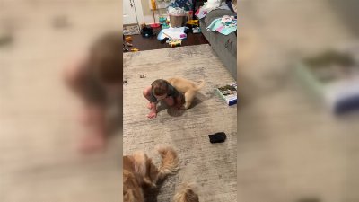 Adorable Puppy Diaper Attack on Baby