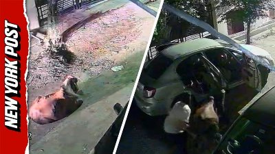 Unbelievable footage shows thieves forcing cow into car