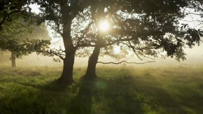 Trees may not store as much carbon as previously thought