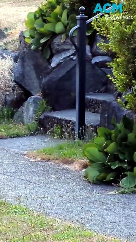 Jimothy the ‘unusually round’ raccoon