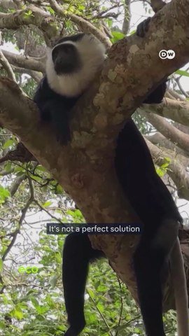 Ghana: Balancing conservation and settlement