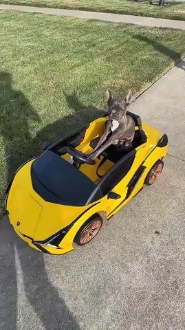 Mini Frenchton Dog Rides Remote-Controlled Car
