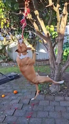 Dog Hilariously Spins Like Helicopter on New Rope Swing