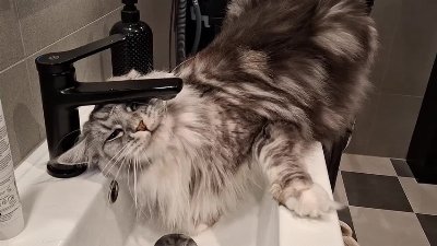 Maine Coon Cat Hilariously Tries to Drink Water From Faucet
