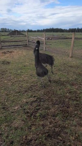 Emu Gets Excited By Whistling
