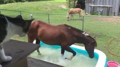 Cat Observes Horse Playing in Water