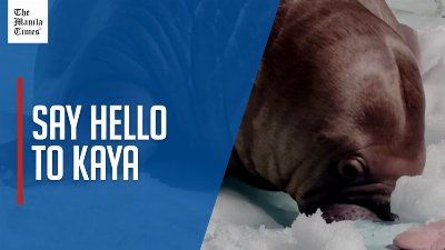 SeaWorld Abu Dhabi welcomes region's first walrus calf