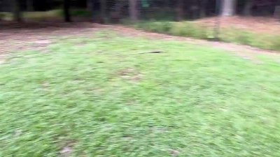 Italian Greyhound Chases Another Dog Across Dog Park