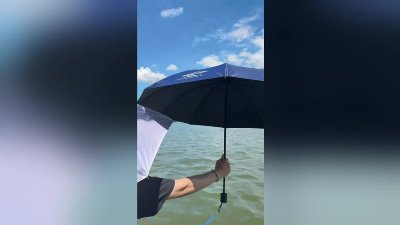 Fish Huddle Under Umbrella to Escape 40°c Heatwave