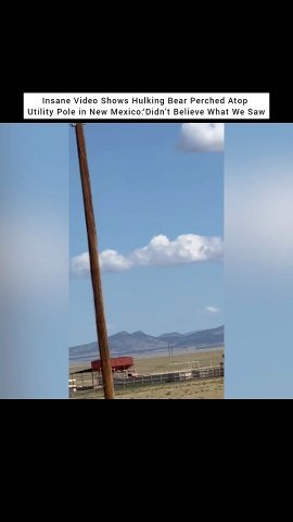 Insane Video Shows Hulking Bear Perched Atop Utility Pole in New Mexico:‘Didn’t Believe What We Saw