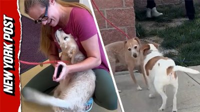 Missing dog reunited with owner after 5 years, 600 miles away